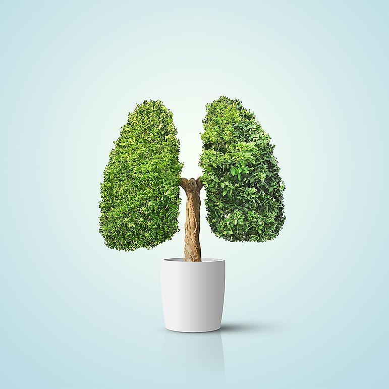 Do All Living Things Need Oxygen?