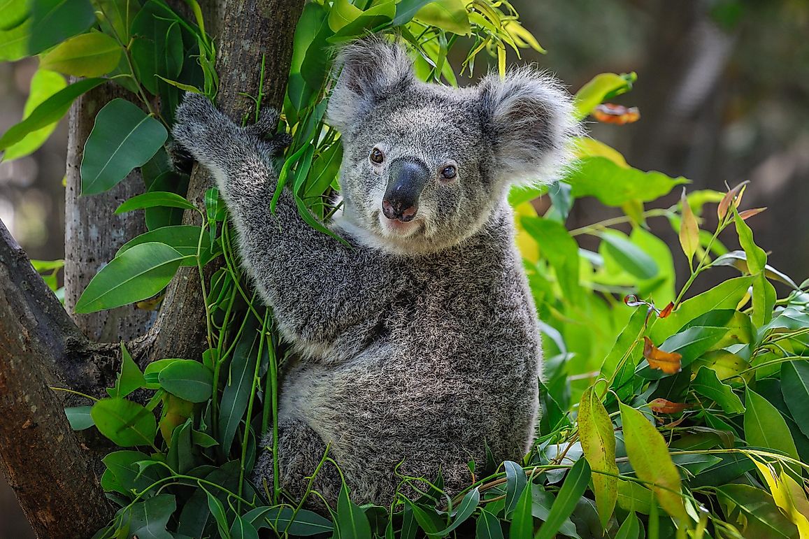 Are Koalas Now Extinct?