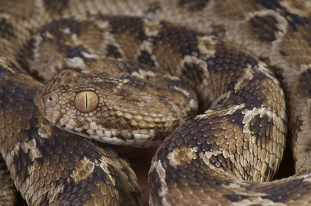 Native Reptiles Of Saudi Arabia