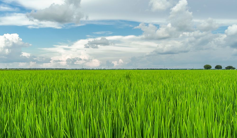 Where Is The Rice Belt? Rice Belt States