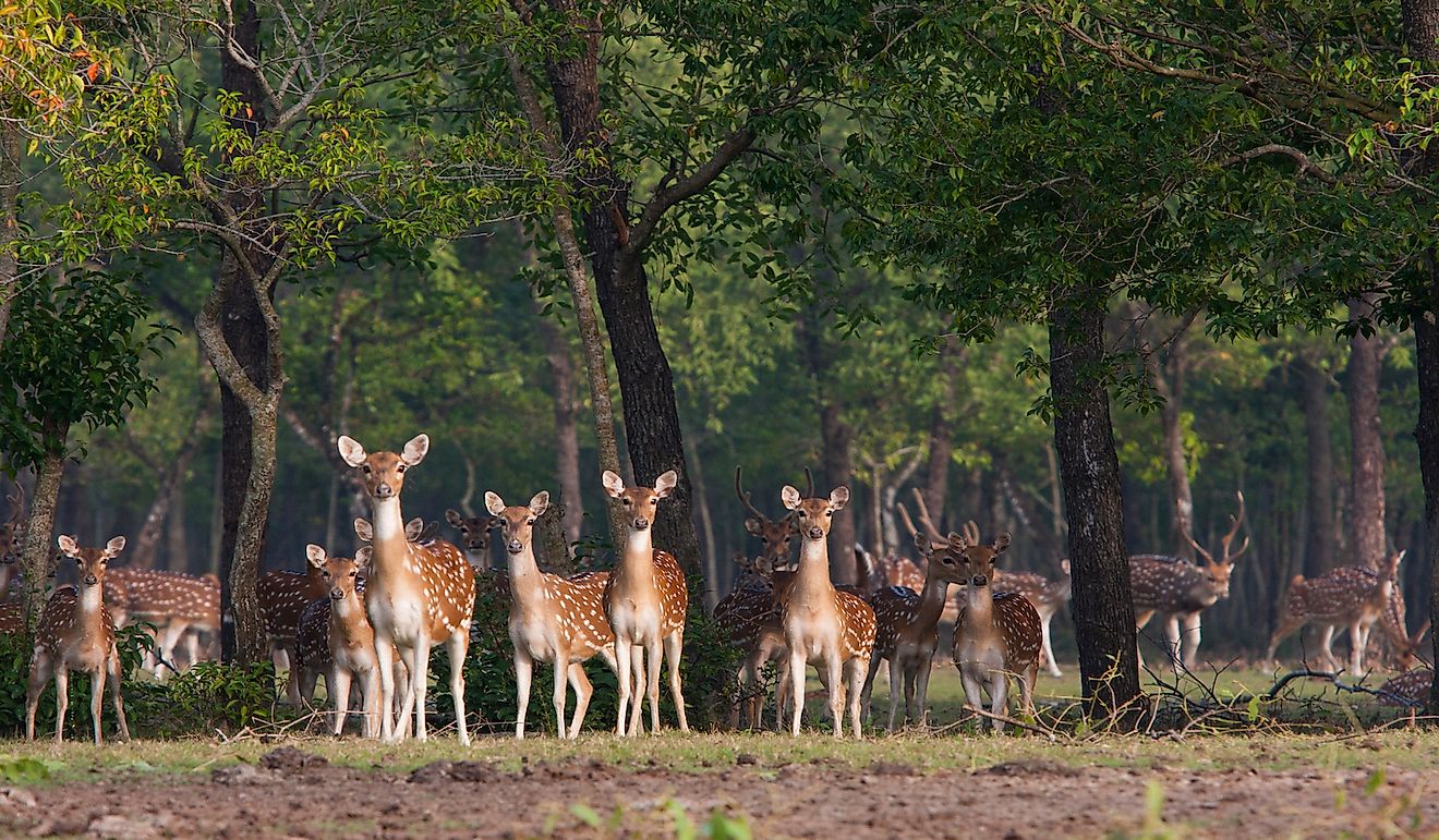 10 Animals Found In Bangladesh