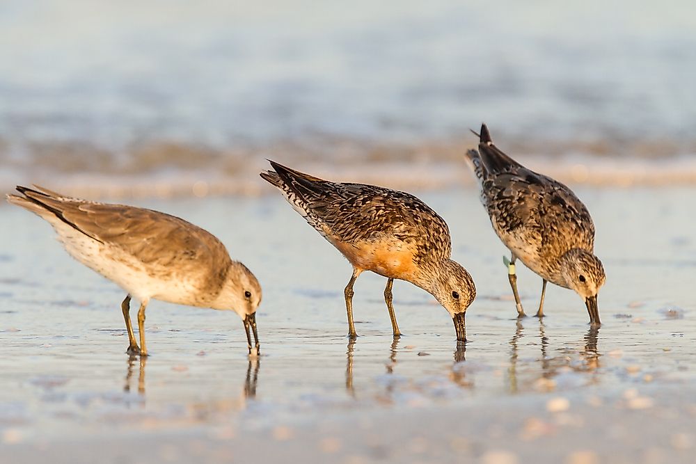The Red Knot Bird - Birds Of The Arctic
