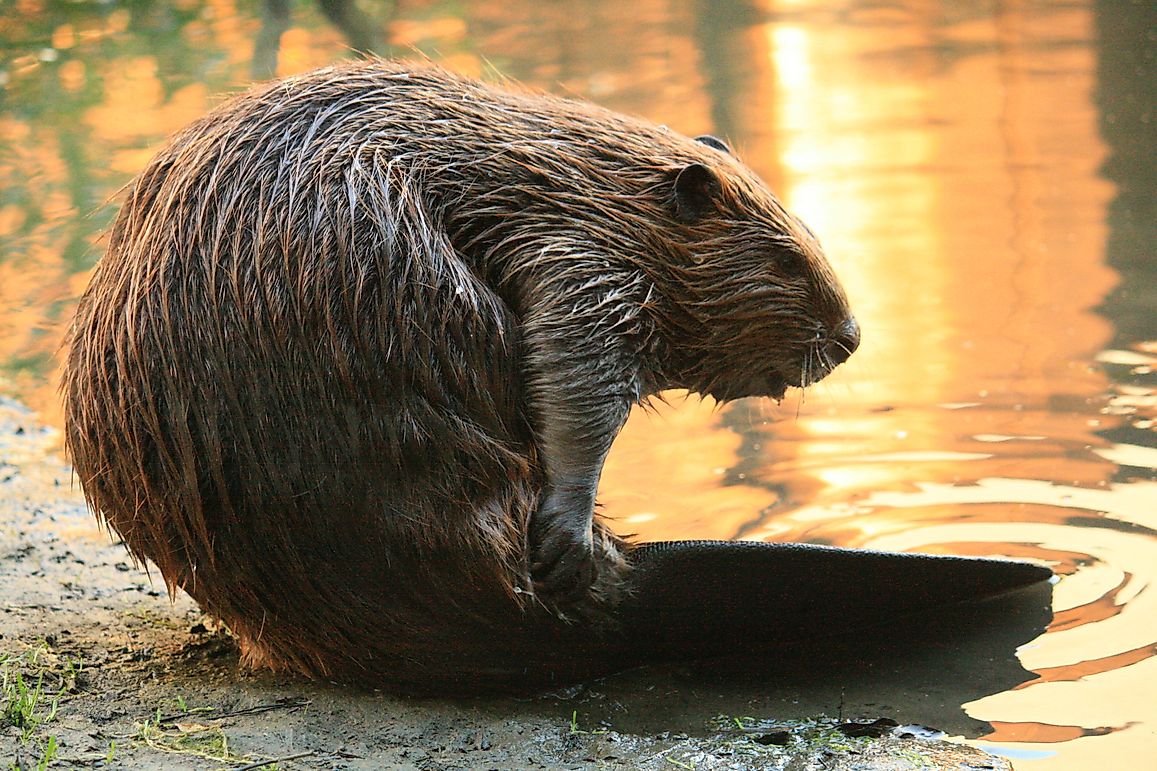 National Animals Of North American And Caribbean Countries