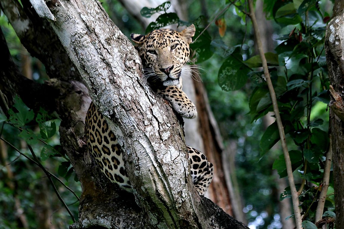 Protecting the Leopard Population of India: Could "Project Leopard" Be the Answer?