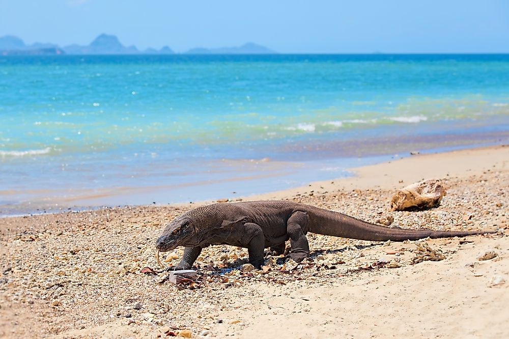 Best Places In The World To See Komodo Dragons In Their Natural Environment