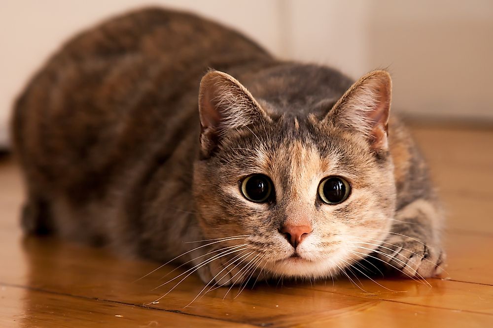 How to Speak Cat: Cat Body Language Decoded