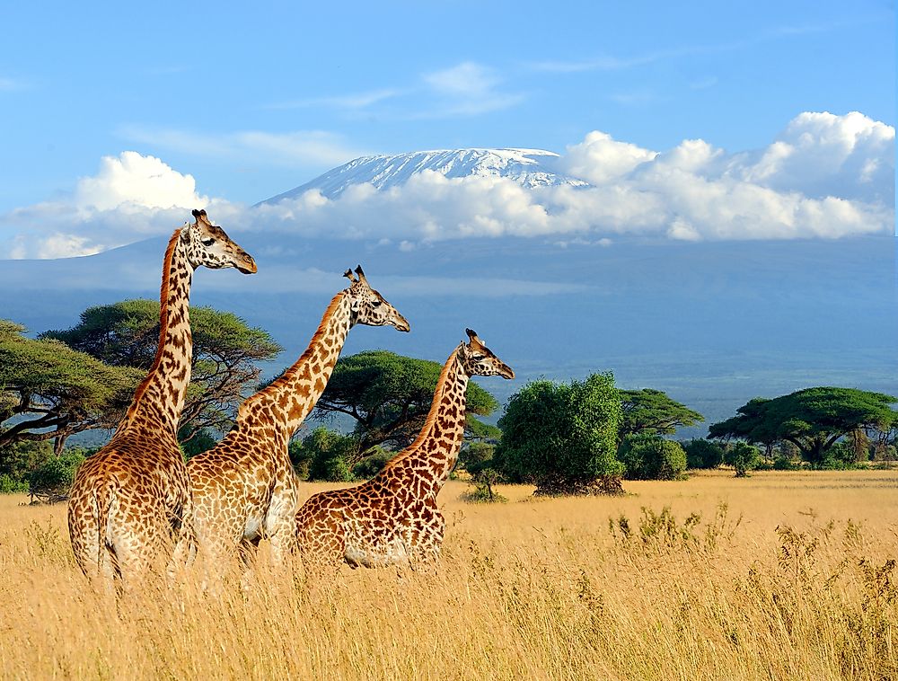 The Spectacular National Parks of Kenya