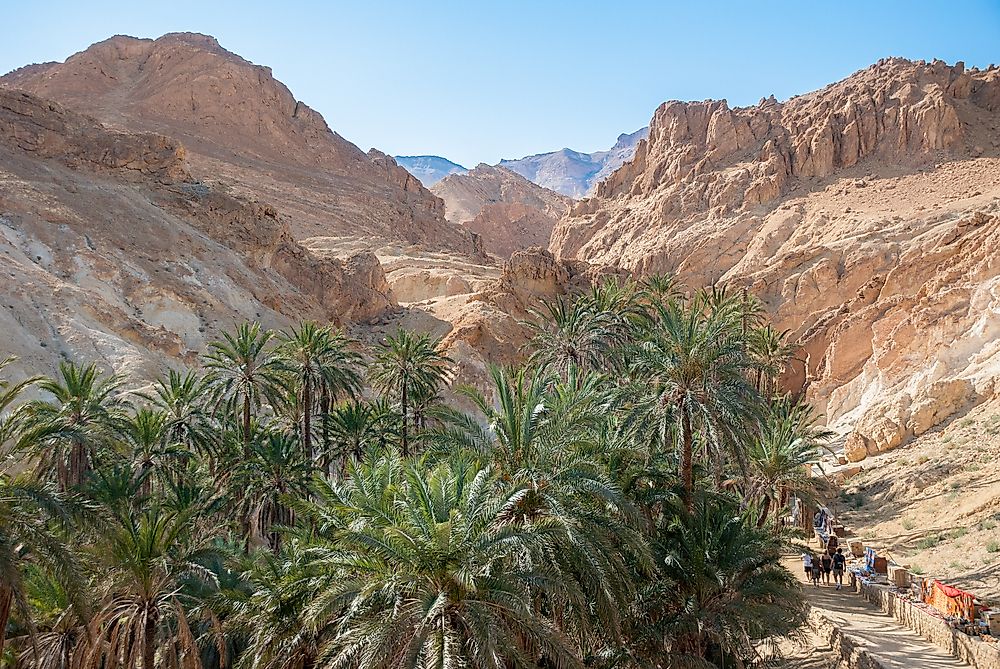 Are Palm Trees Native to Arizona?