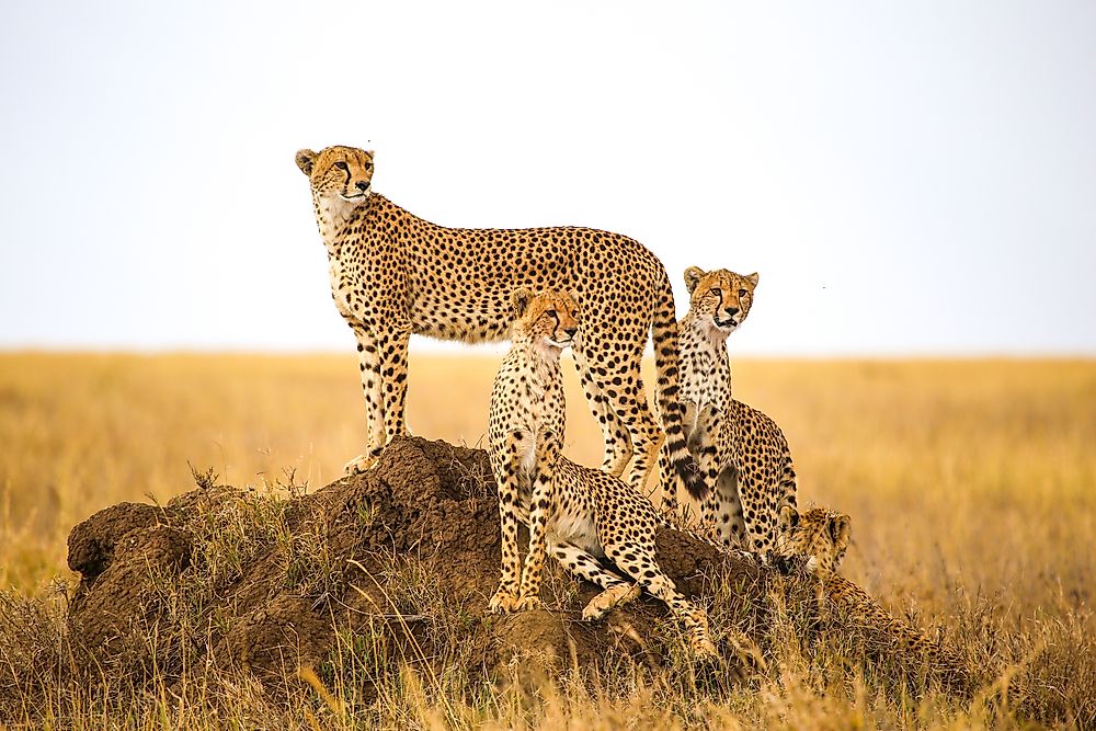Where is the Serengeti?