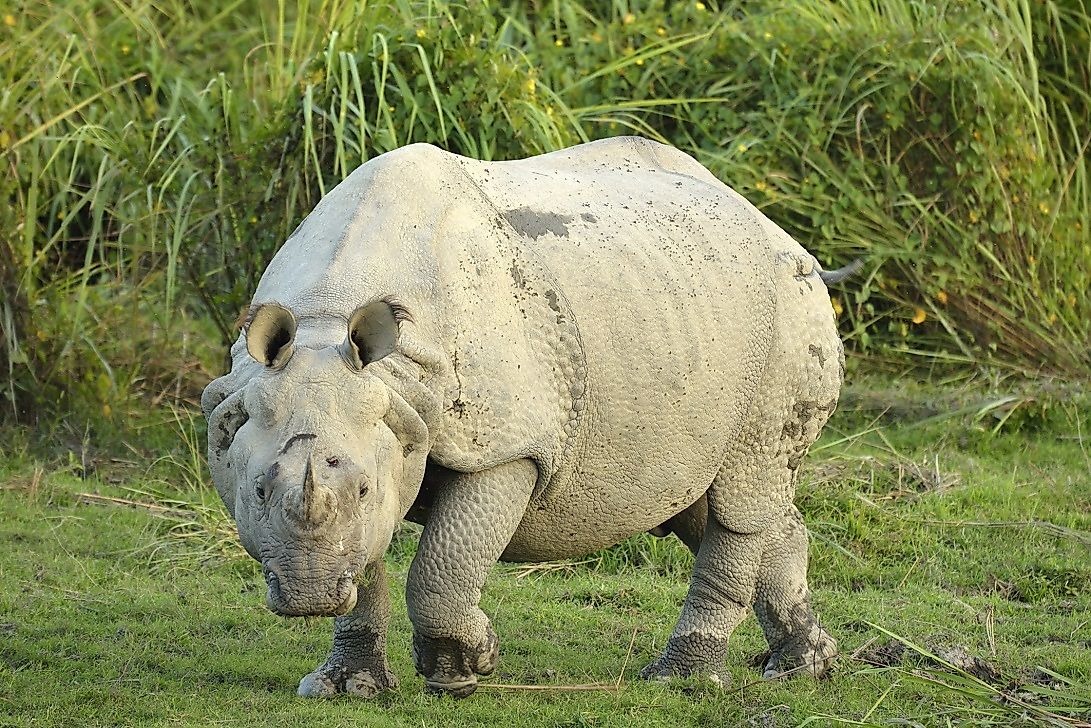 Indian Rhinoceros Facts: Animals of Asia