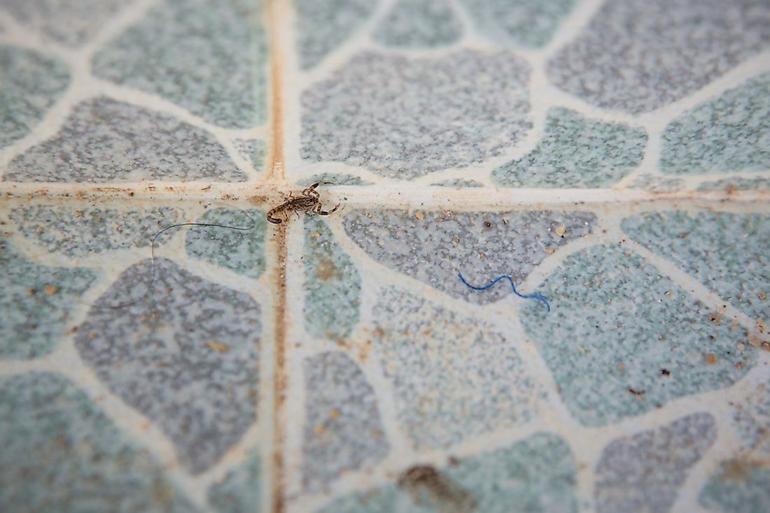 In Brazil, Scorpion Stings Are Becoming Much More Common