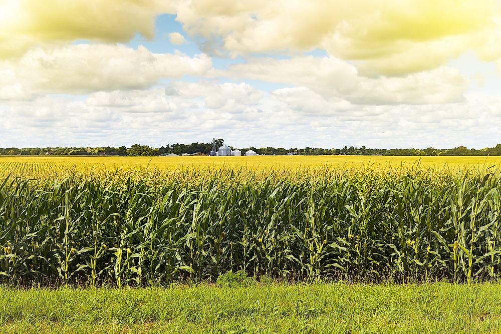 What Region of the United States is Corn Production Prevalent?