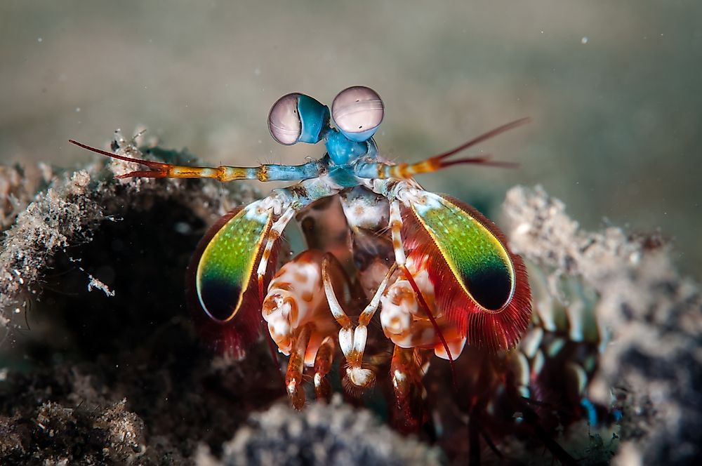 Mantis Shrimp Facts - Animals of the Oceans
