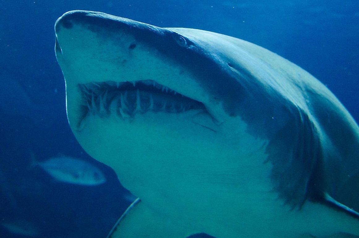 The Most Dangerous Wild Animals You Can Encounter In The US