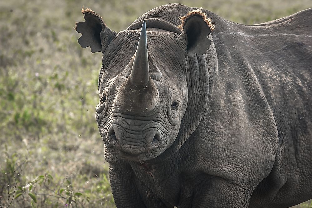Where Do Black Rhinos Live?