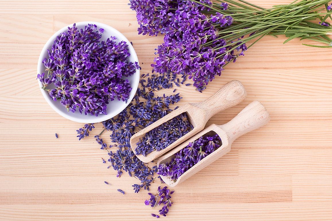 19 Edible Flowers Of US And Europe