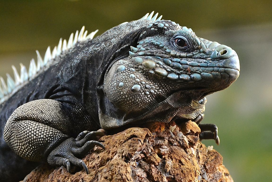 Back To The Wild: Captive Breeding Success Stories