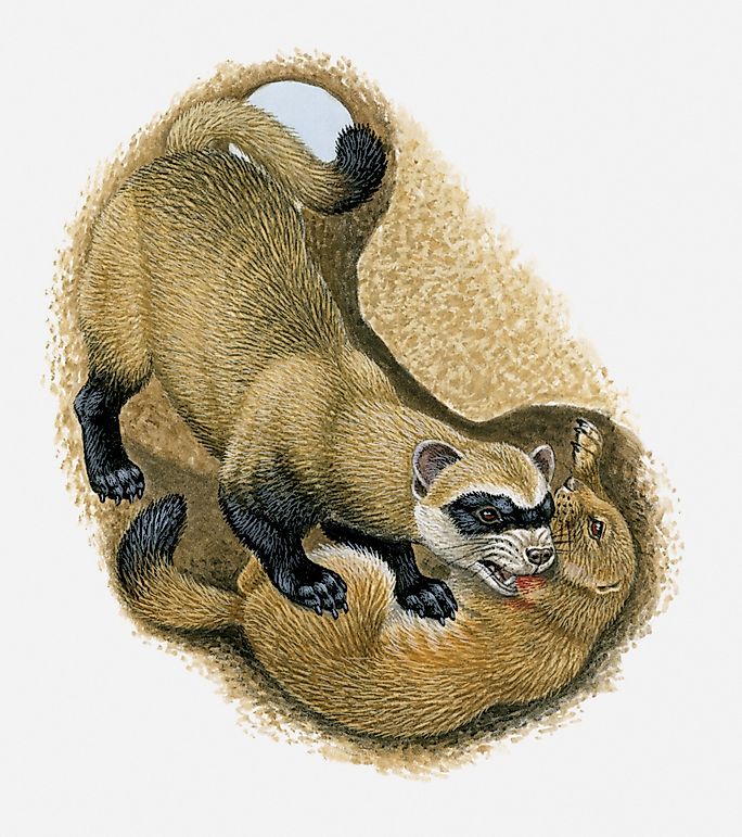 Black-Footed Ferret Facts: Animals of North America