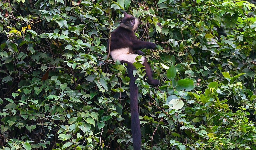 The Most Threatened Wild Animals Of Vietnam
