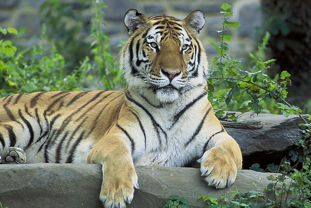 Countries With The Greatest Number Of Wild Tigers