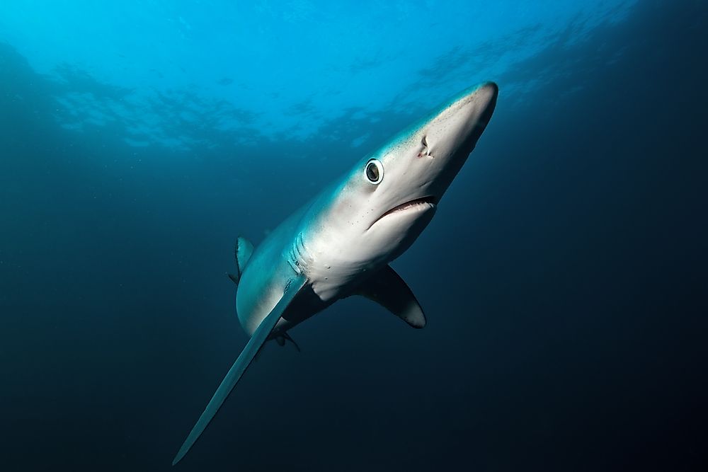 How Many Senses Do Sharks Have?