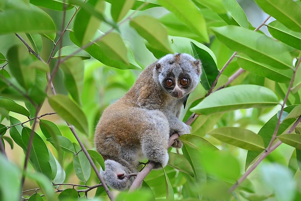 10 Animals Found in Vietnam