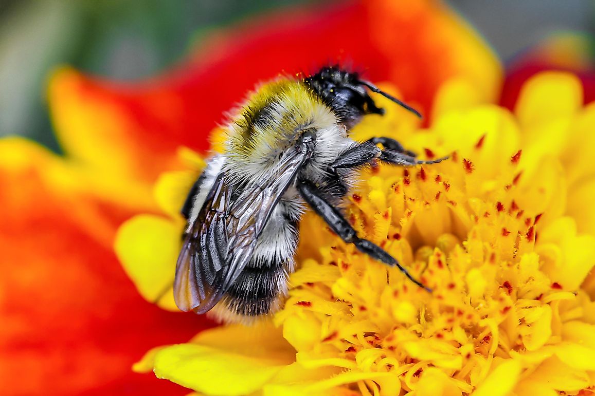 Do Bumblees Sting?