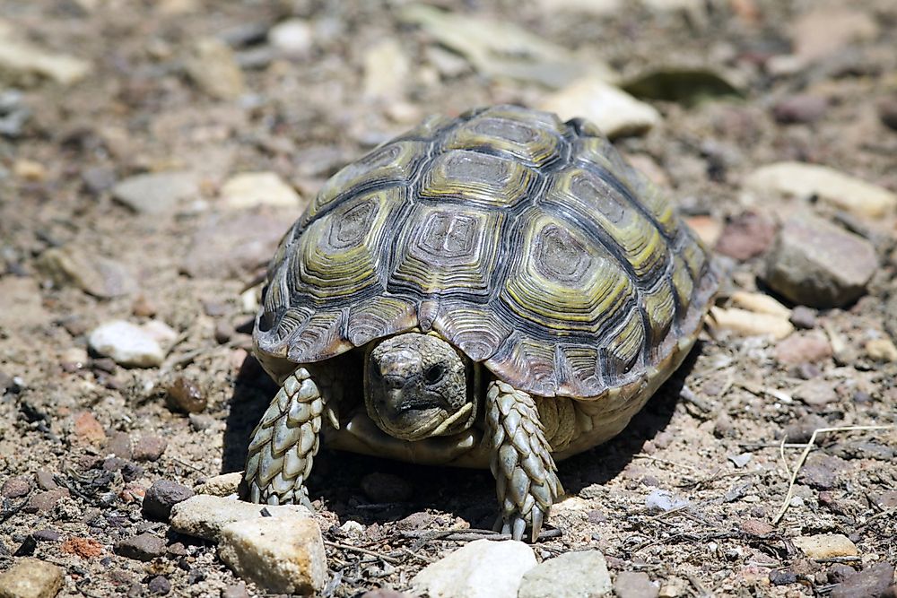 The World's Most Threatened Reptiles