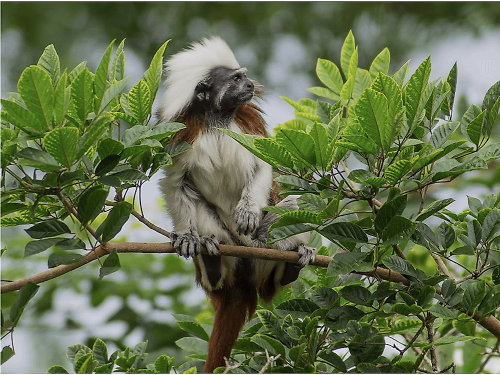 The Primate With The 'Funkiest Hair In The Animal Kingdom' Struggles To Survive In Colombia