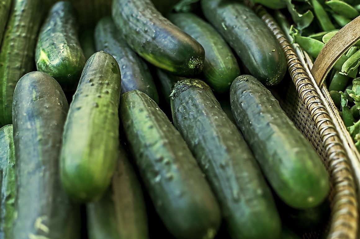 The World Leaders In Cucumber Production