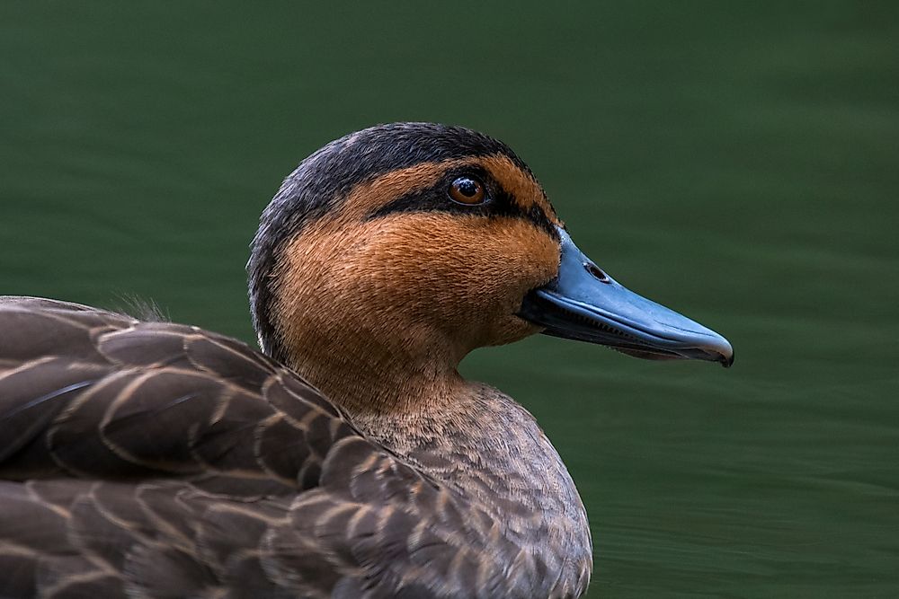 Native Birds Of The Philippines