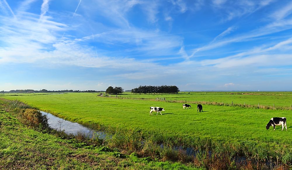 What Is A Water-Meadow?