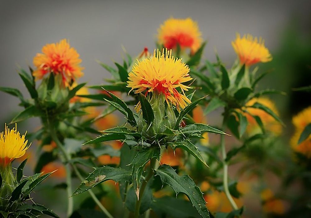 World's Top Safflower Producing Countries
