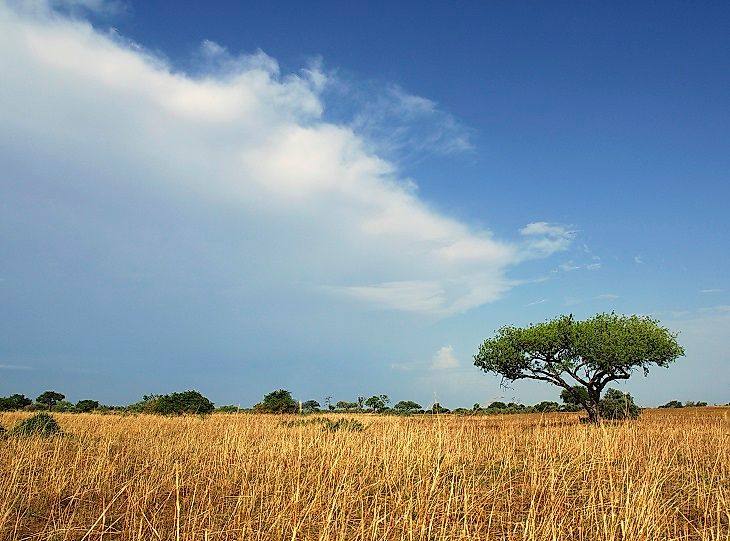 Where Is The Adamawa Plateau?