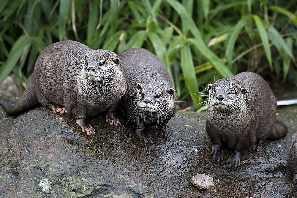 Sweden's Most Threatened Mammals