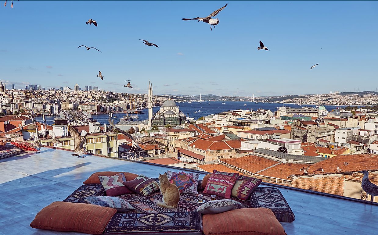 Why are There So Many Cats in Istanbul?