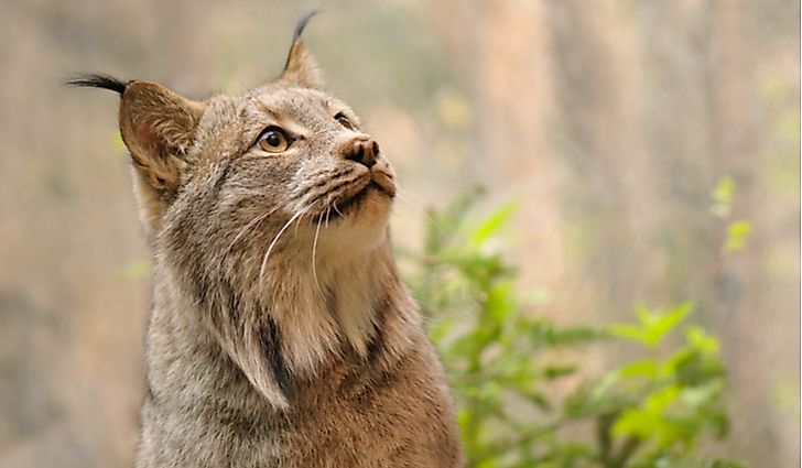 Wild Cat Species Chart