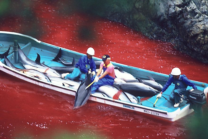 The Taiji Dolphin Drive Hunt