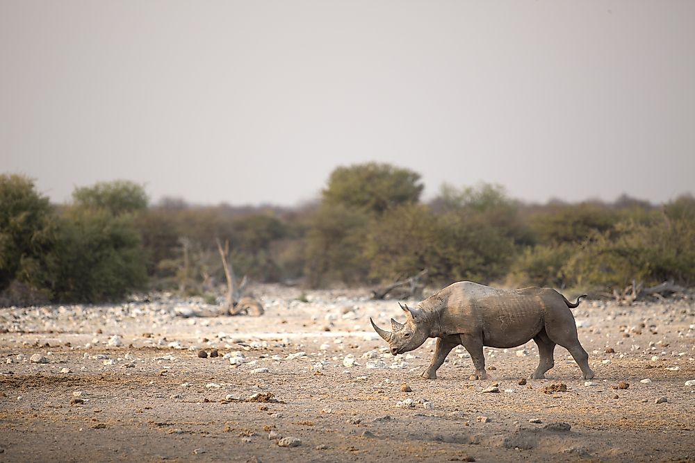 When Did The West African Black Rhino Go Extinct?