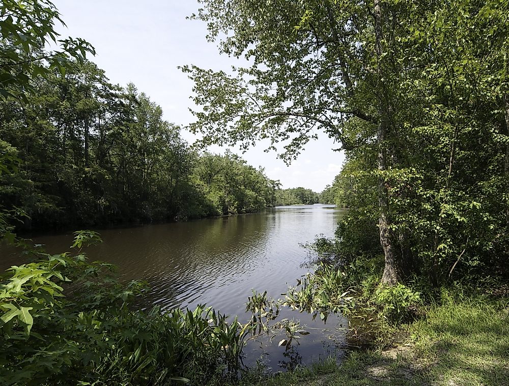 What Is The Alabama State Amphibian?