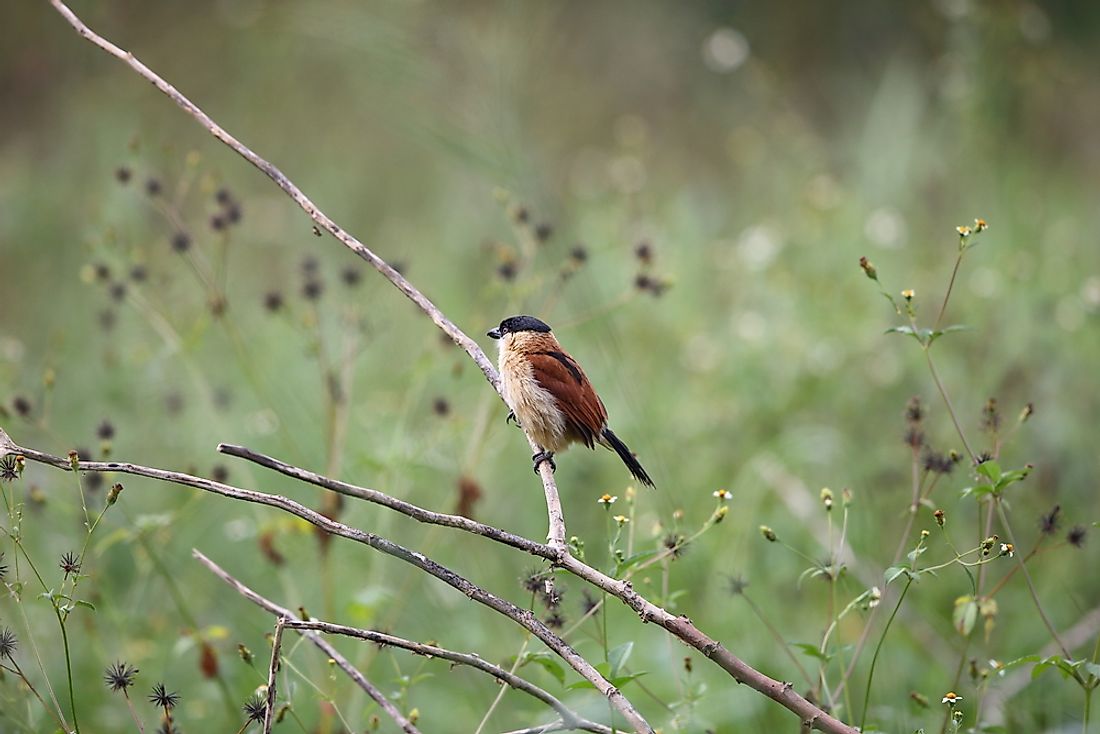 The Native Birds Of Nigeria