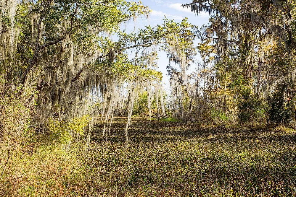 Where is the Mississippi Delta?