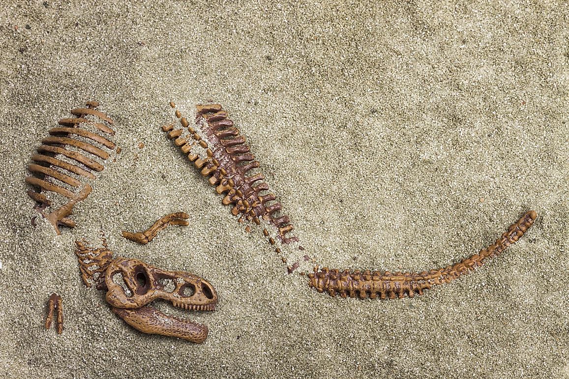 Why Are Fossil Hunters Licking Rocks?