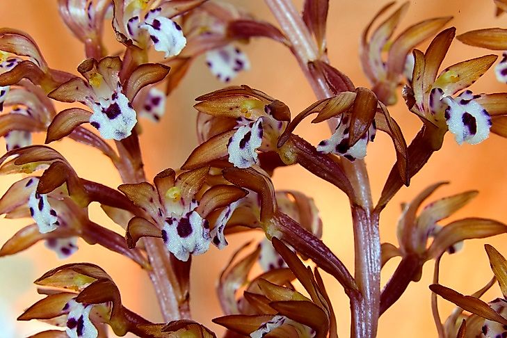 Native Plants Of Guatemala