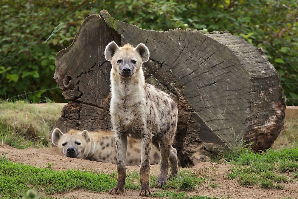 Hyena Facts - Animals of the World