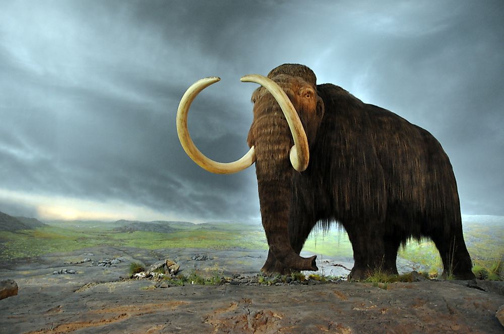 When Did Woolly Mammoths Go Extinct?