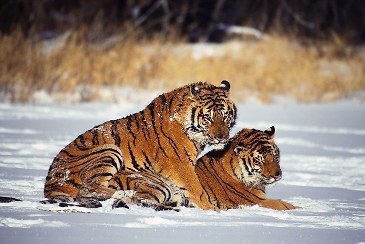 Are Wild Tiger Numbers Increasing?
