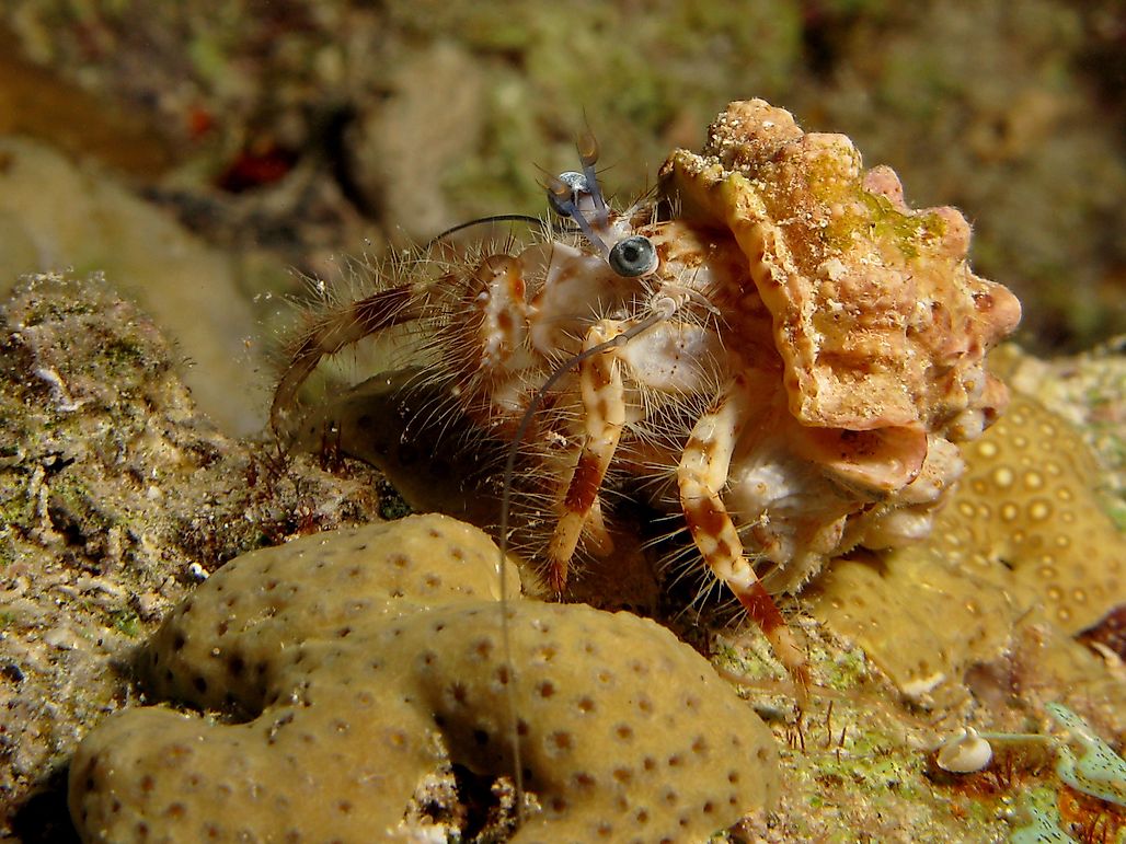 10 Bizarre Symbiotic Relationships In Nature