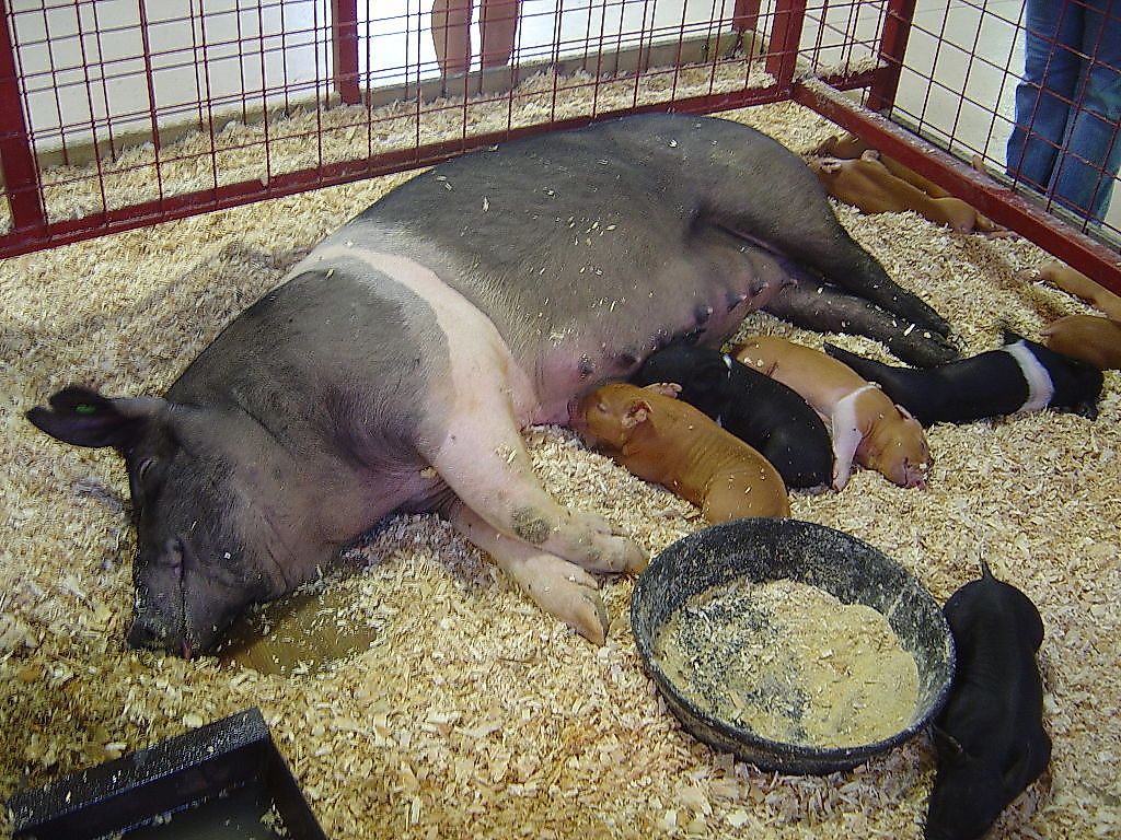 Top 20 Pork Exporting Countries