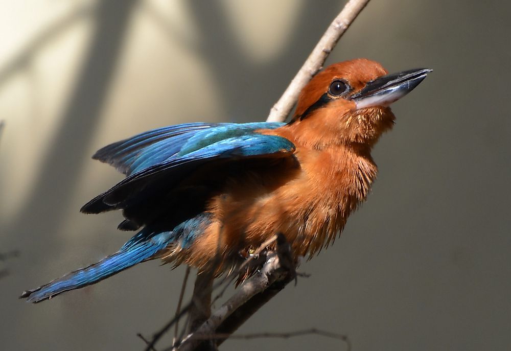 Animals That Exist Only in the Wild